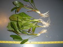 Echinodorus Schlueteri